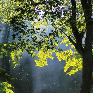 Feuillage d'automne d'un vert-jaune éclatant captant la lumière du soleil.
