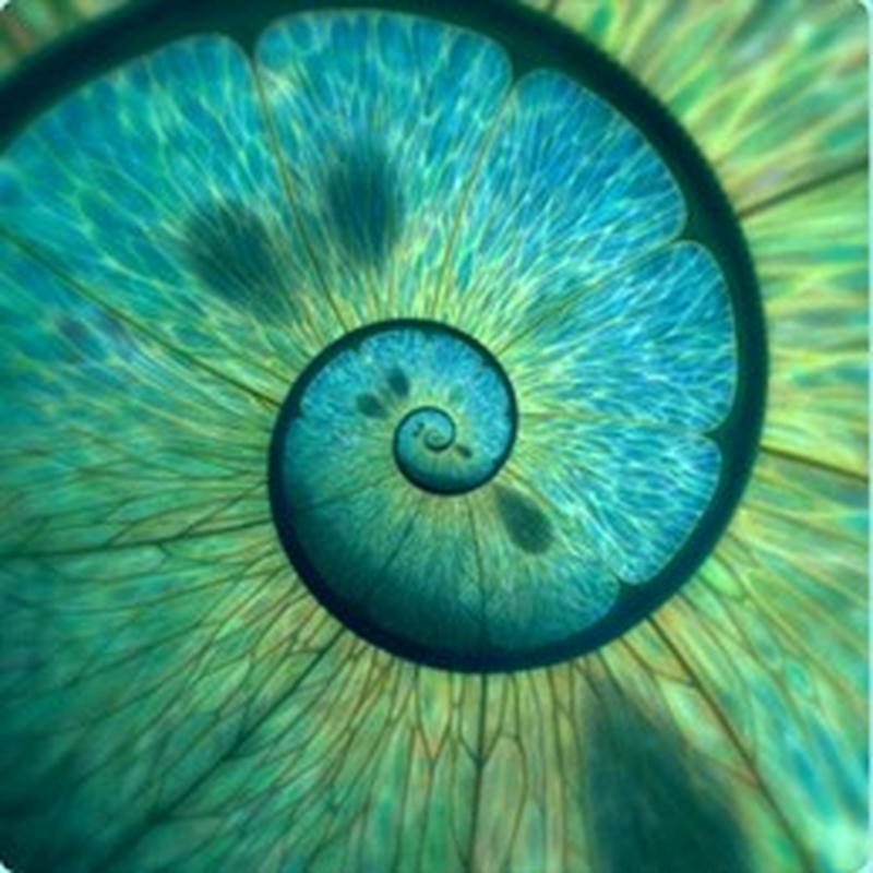 Forme de spirale hypnotique naturelle rappelant un coquillage ou une fougère.
