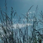 Végétation sauvage fine se détachant sur un ciel bleu pur et lumineux.